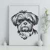 Beautiful Shih Tzu Drawing