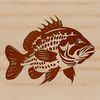 Illustration of a wild Crappie fish