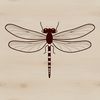 A detailed illustration of a dragonfly with iridescent wings, suitable for vector design.