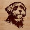 A detailed vector illustration of a Havanese dog's head.