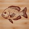 Image of a crappie fish in vector format.