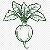 A detailed illustration of a radish vegetable in vector format.