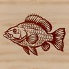 A digital illustration of a crappie fish, suitable for various design applications.