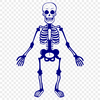 Free Skeleton In PDF - Free Digital Download