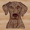 A portrait of a Weimaraner dog breed, suitable for vector design and clip art.