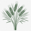 Illustrative wheat icon in vector format.