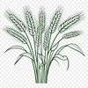 Vector illustration of a single stalk of wheat with detailed texture and design.
