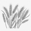 A vector illustration of a single wheat plant with delicate stems and grain heads.