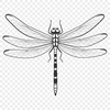 Iridescent Wings SVG Design A colorful illustration of a dragonfly with iridescent wings, ideal for vector design projects.