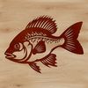 Rounded Fins Crappie Design A detailed illustration of a freshwater fish with small mouth and rounded fins.