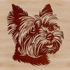 Small breed dog with a distinctive head shape and coat pattern.