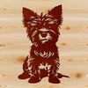 Small breed dog sitting on its haunches with a compact body and short legs.